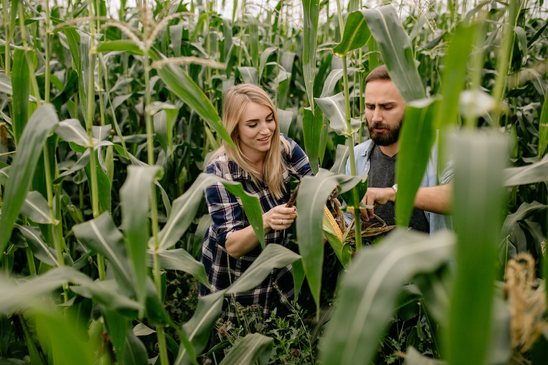 man and woman sitting beside green corn plants